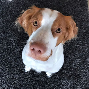 Meet your Posher, Sophie